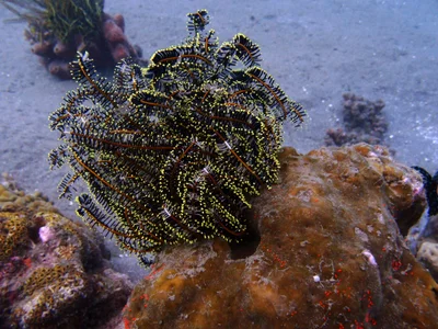 Comaster schlegelii