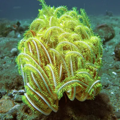 Comaster schlegelii
