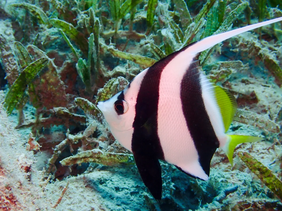 Schooling bannerfish