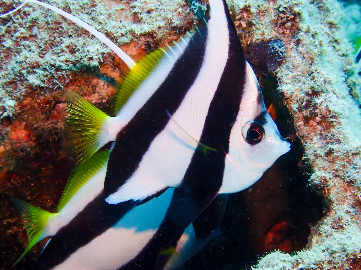 Schooling bannerfish