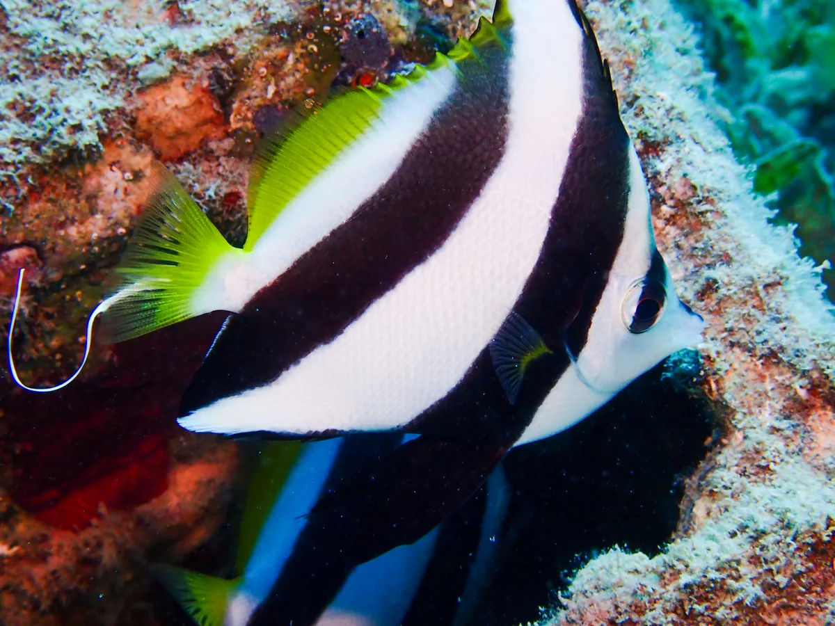 Schooling bannerfish