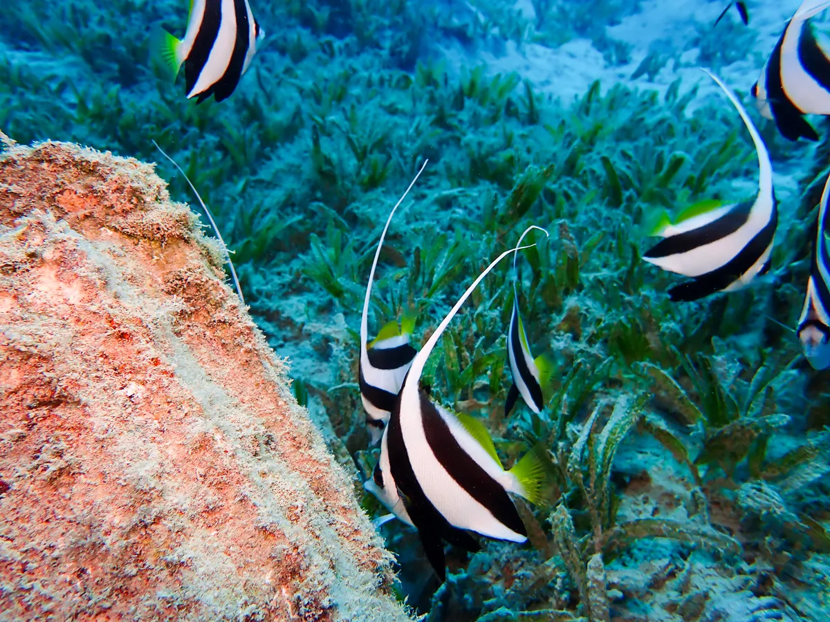 Schooling bannerfish