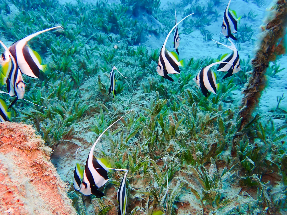 Schooling bannerfish