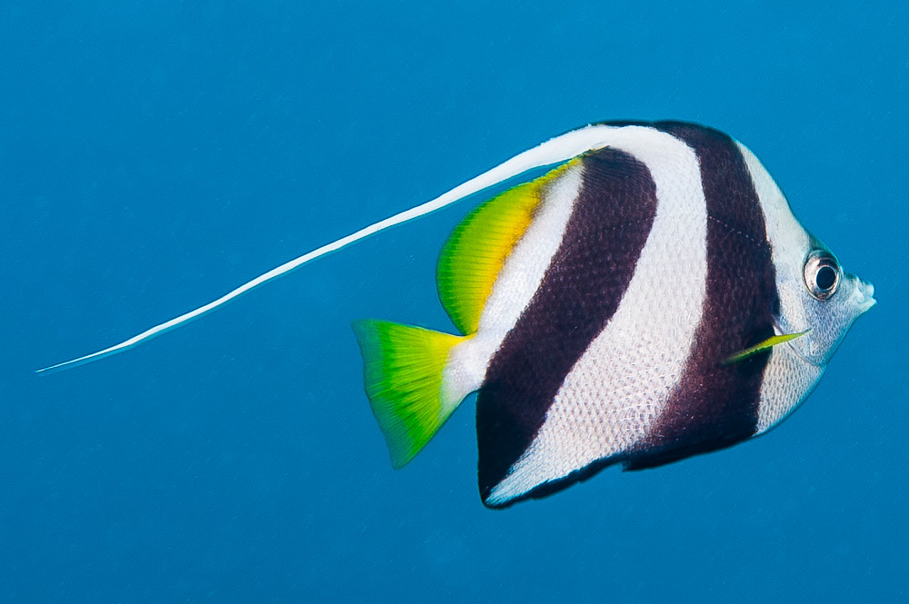 Schooling Bannerfish - Heniochus diphreutes