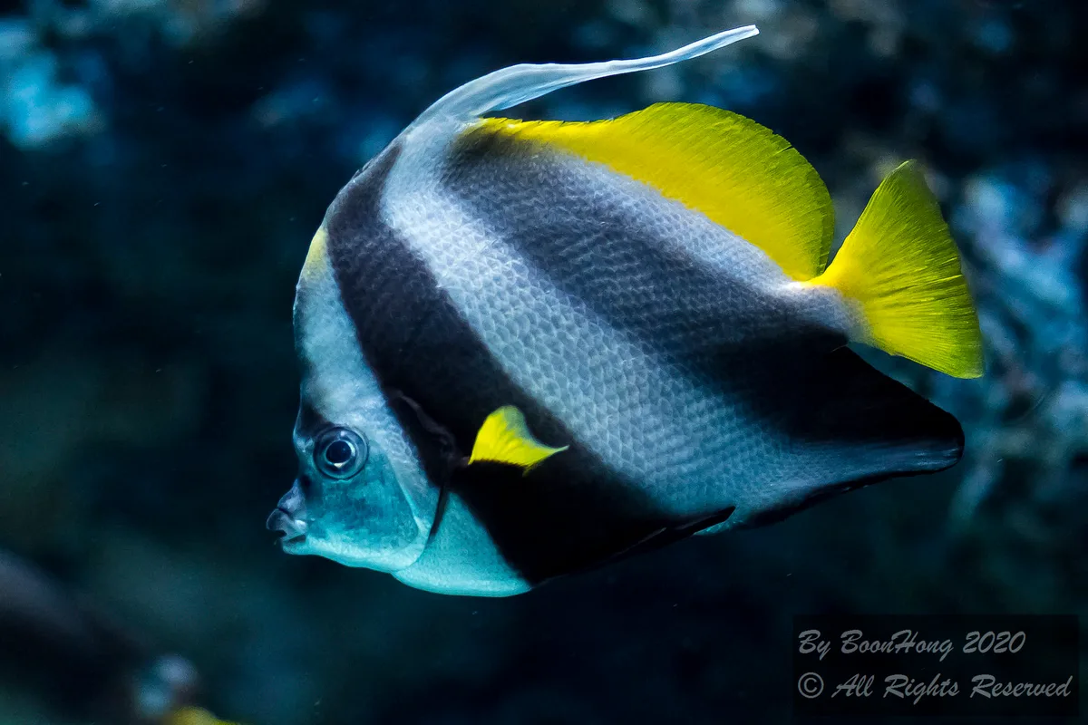 Pennant Coralfish (Heniochus acuminatus)_DSC5184-2