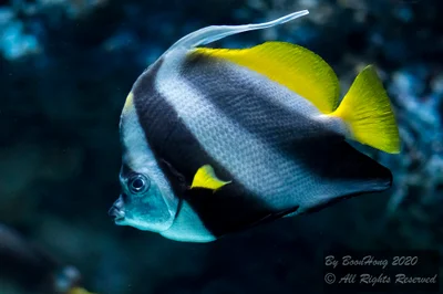 Pennant Coralfish (Heniochus acuminatus)_DSC5184-2