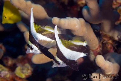 Pennant Butterflyfish