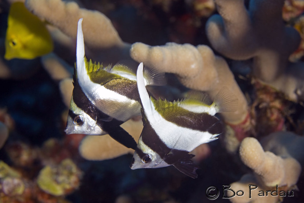 Pennant Butterflyfish