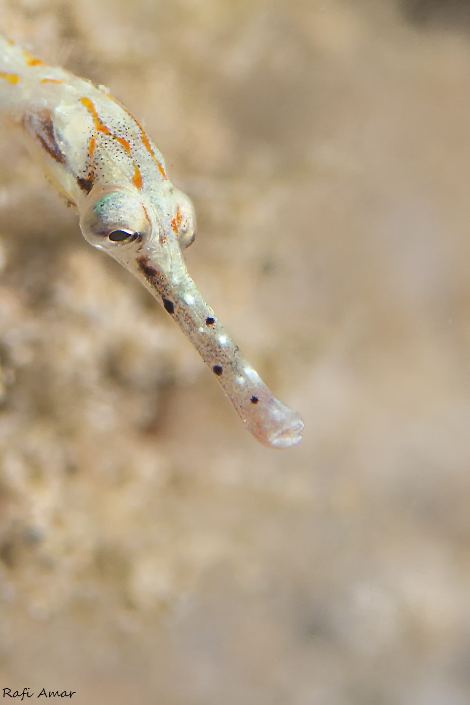 Schultz's Pipefish - Corythoichthys schultzi