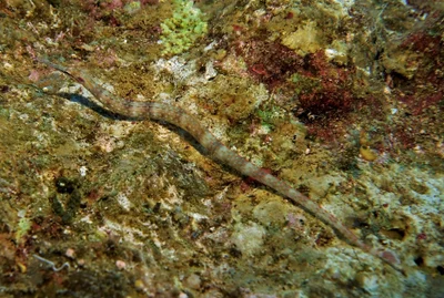 Corythoichthys schultzi