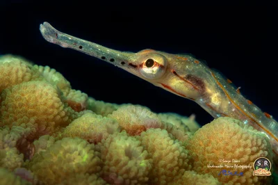 SCHULTZ'S PIPEFISH