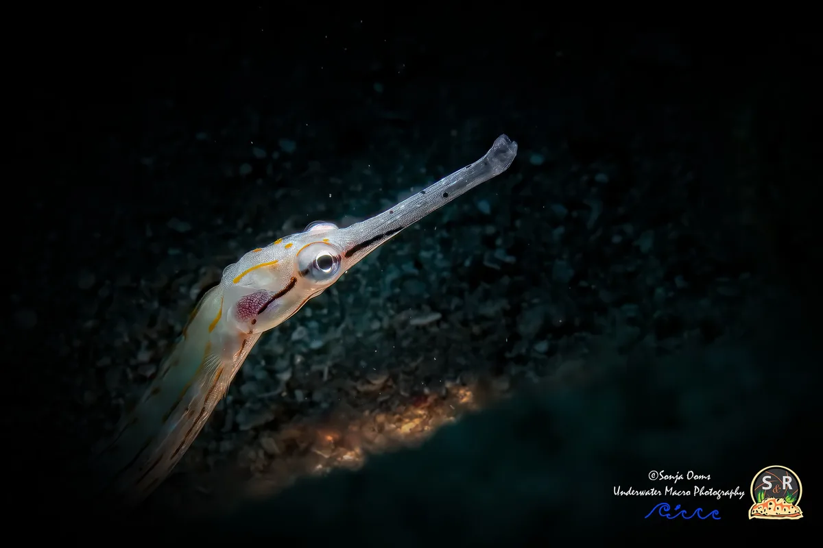 SCHULTZ'S PIPEFISH