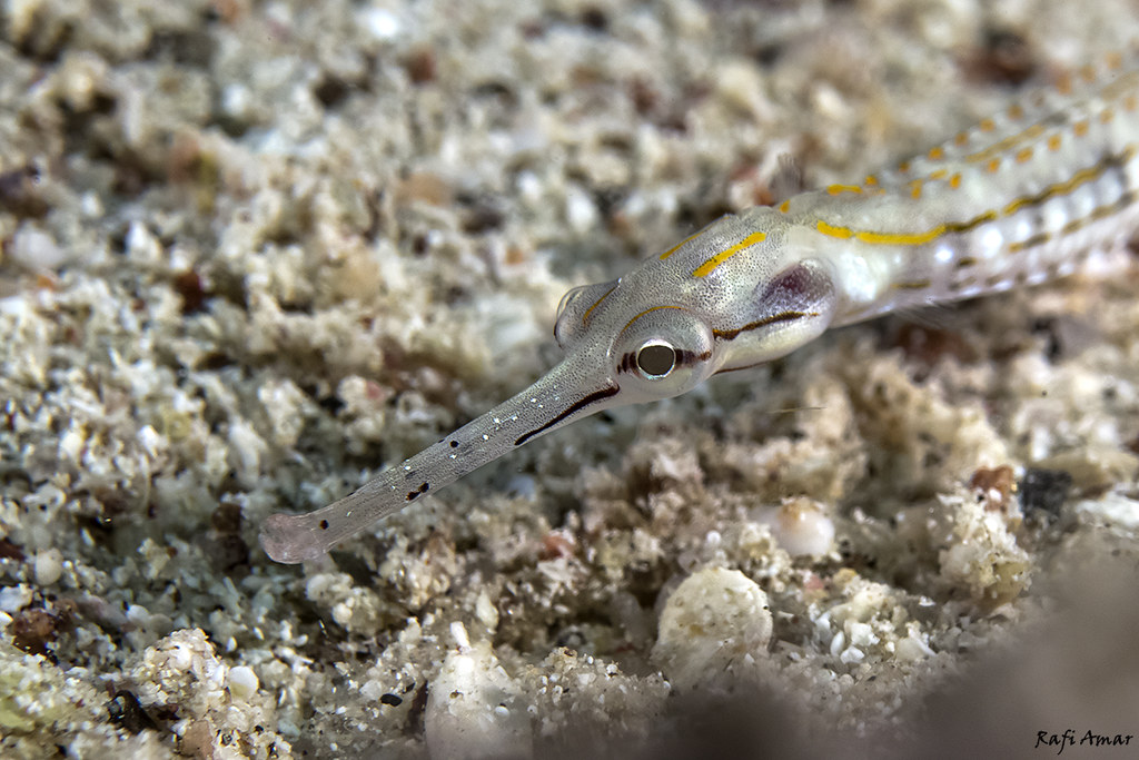Schultz's Pipefish - Corythoichthys schultzi