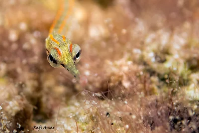 Schultz's Pipefish - Corythoichthys schultzi
