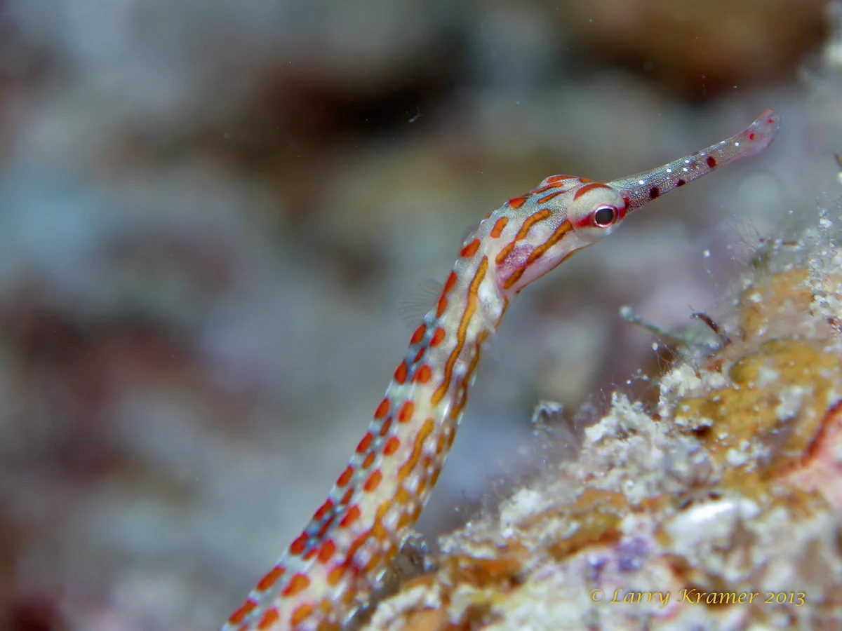 Corythoichthys schultzi Pipefish