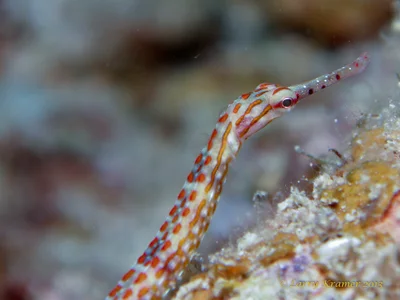 Corythoichthys schultzi Pipefish
