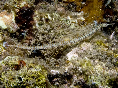 Corythoichthys schultzi