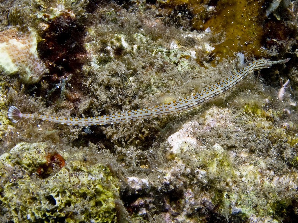 Corythoichthys schultzi