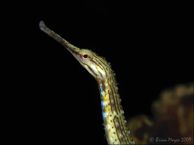Schultz's Pipefish (Corythoichthys schultzi)