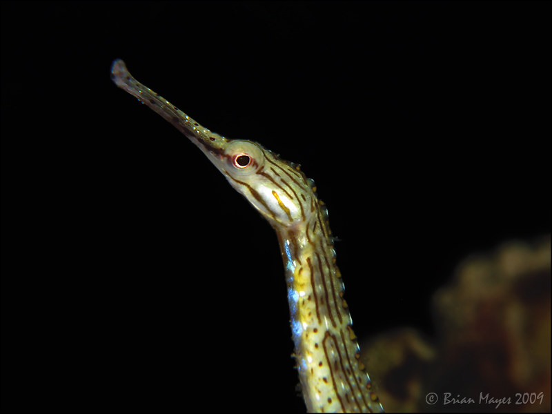 Schultz's Pipefish (Corythoichthys schultzi)