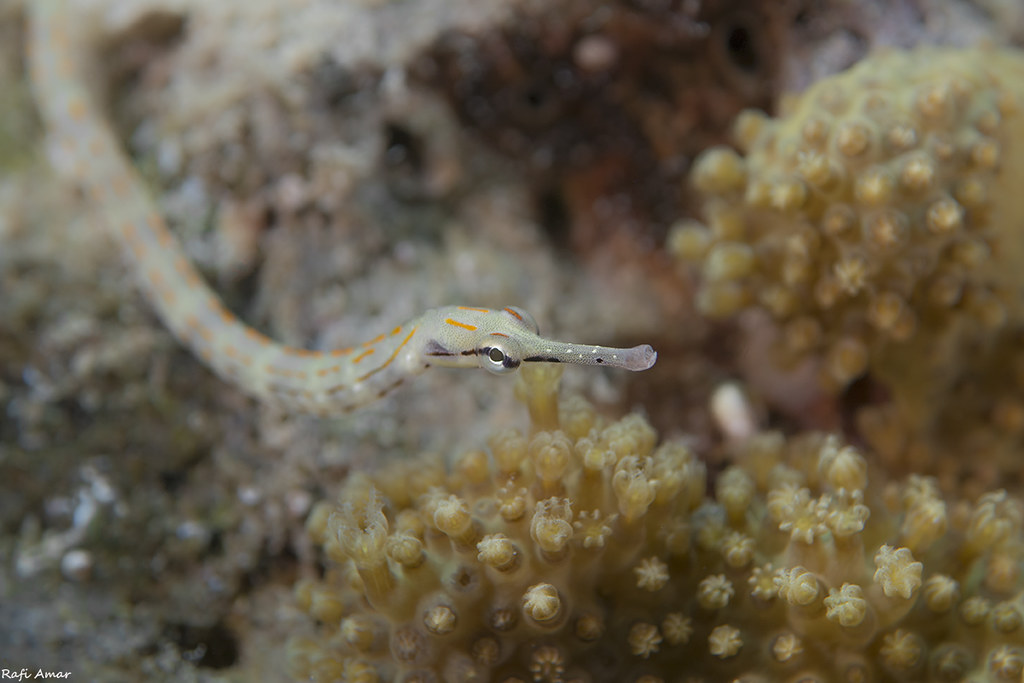 Schultz's Pipefish - Corythoichthys schultzi