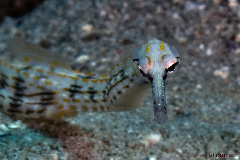 Schultz's Pipefish - Corythoichthys schultzi