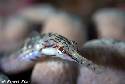syngnathe de Schultz  -  Scultz's pipefish - Corythoichthys schultzi