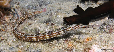 M0024008
