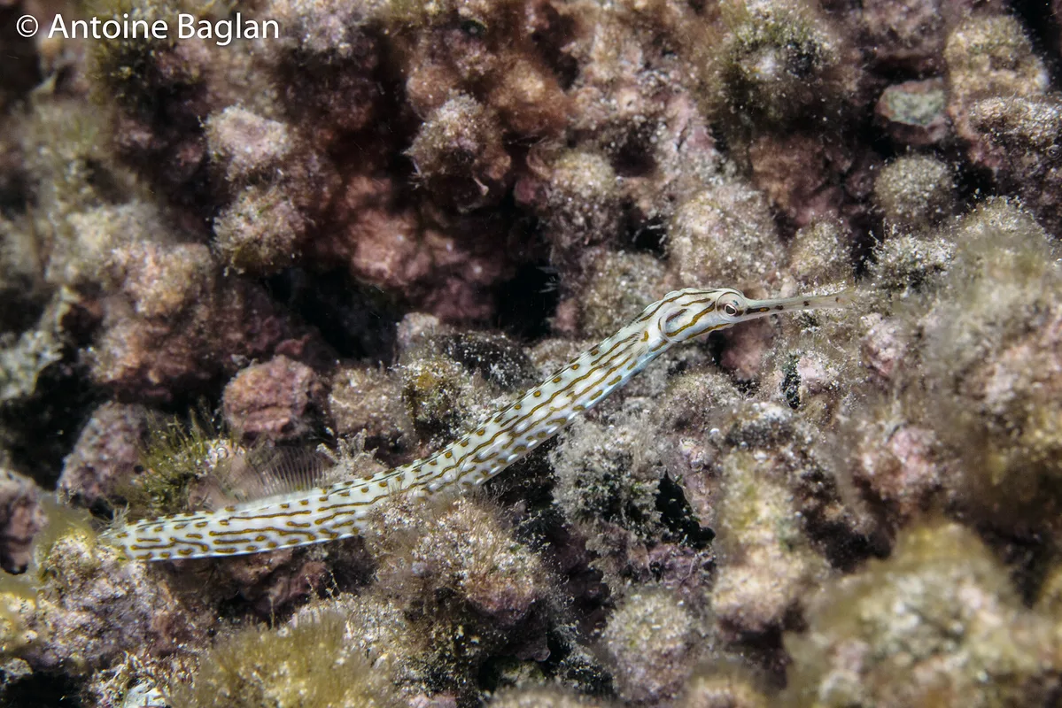 Syngnathe de Schultz - Corythoichthys schultzi