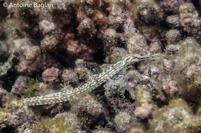 Syngnathe de Schultz - Corythoichthys schultzi