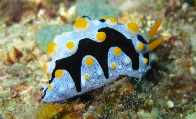 Phyllidia schupporum, Romblon Island, Philippines