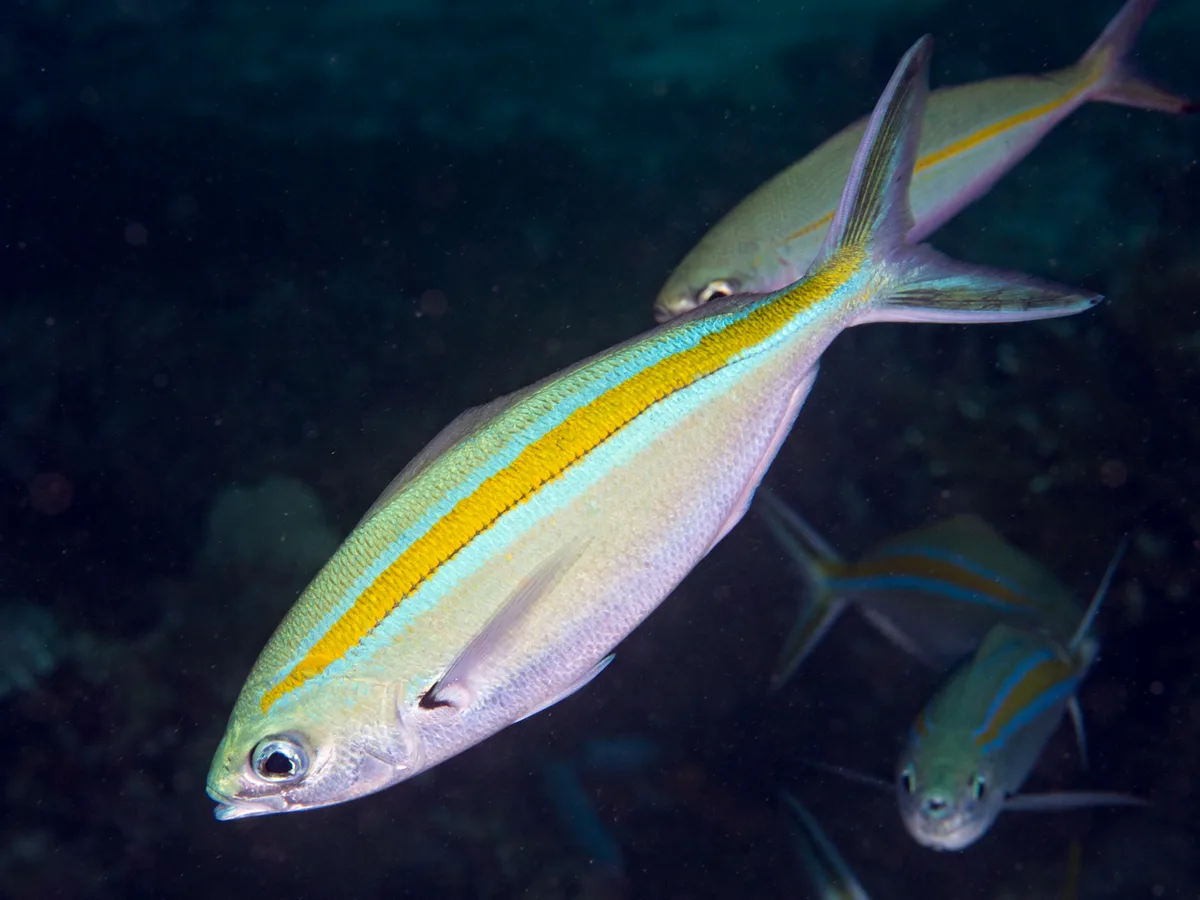 Scissortail Fusilier