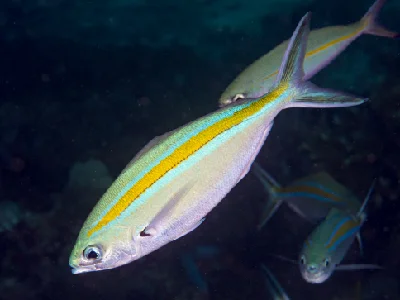Scissortail Fusilier