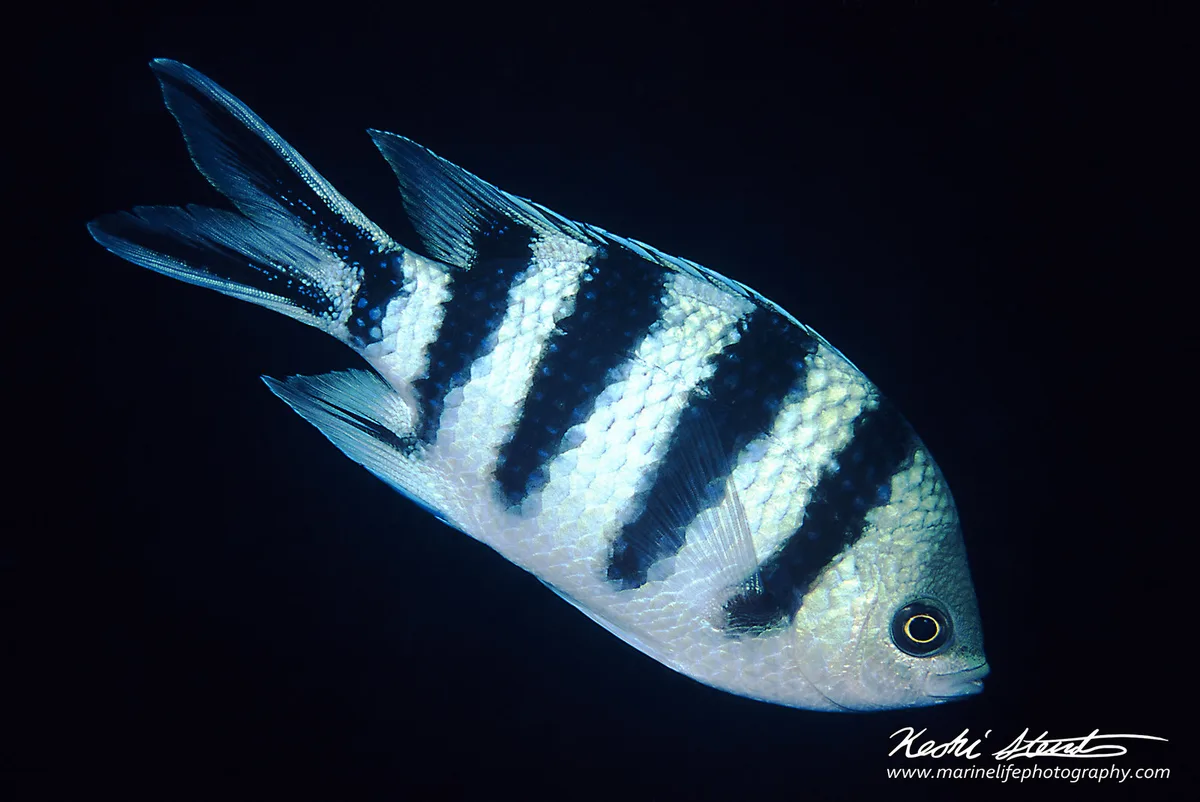 Abudefduf sexfasciatus