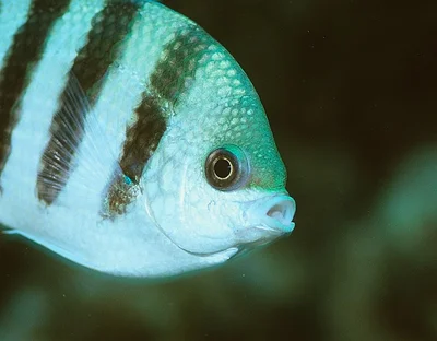 Abudefduf sexfasciatus