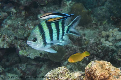 Scissortail sergeant ( Abudefduf sexfasciatus)