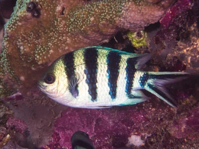 Scissor-tail sergeant (Abudefduf sexfasciatus)