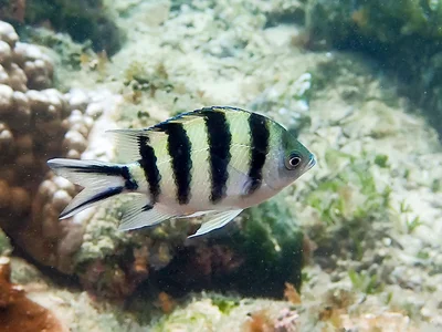Scissortail Sergeant (Abudefduf sexfasciatus)