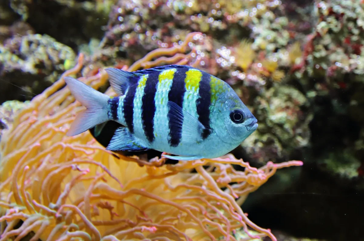 Scissortail sergeant (Abudefduf sexfasciatus)