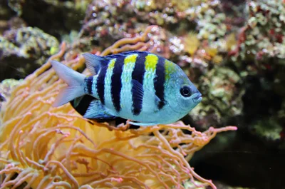 Scissortail sergeant (Abudefduf sexfasciatus)