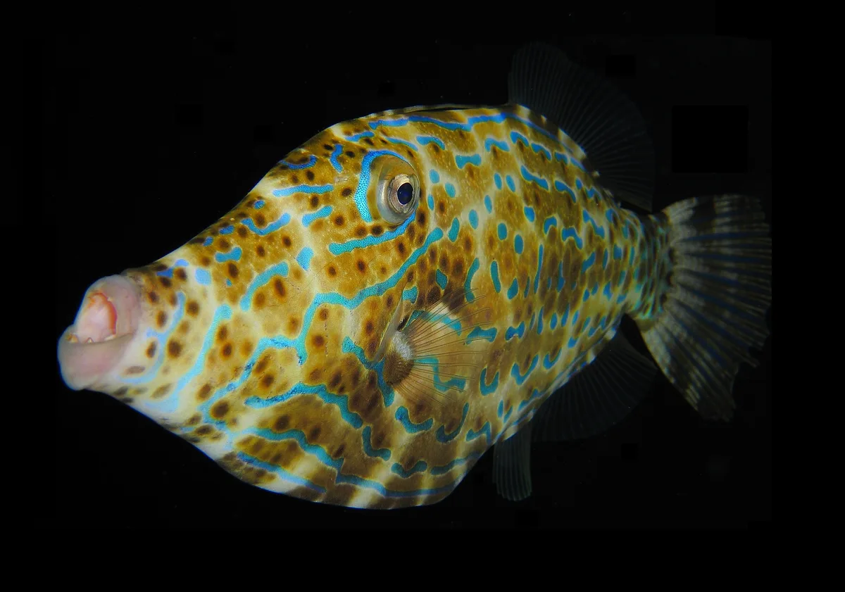 Scrawled filefish