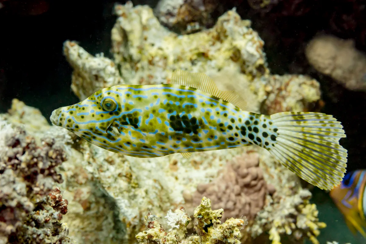 Scrawled filefish