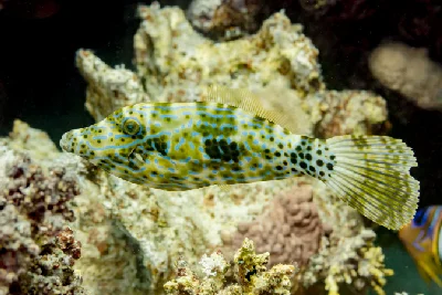 Scrawled filefish