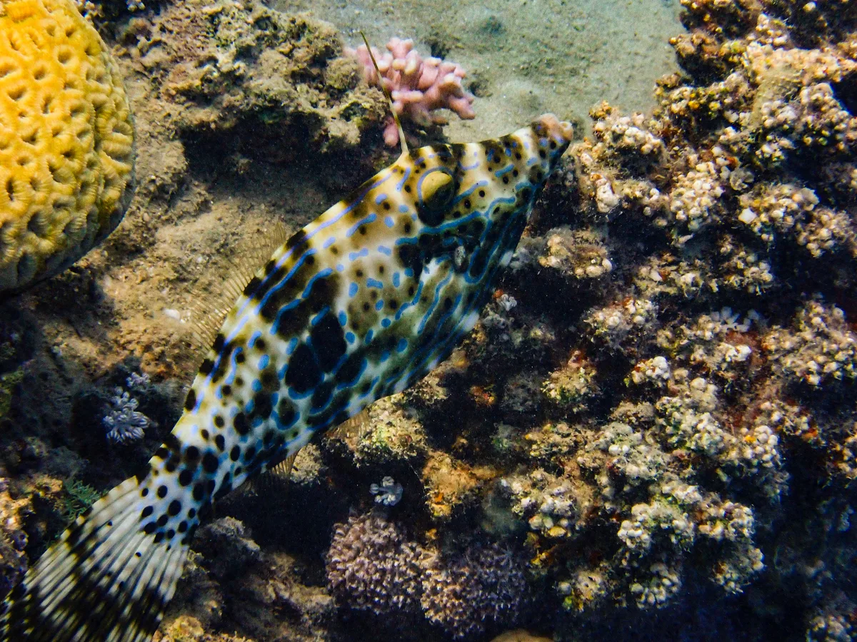 Scrawled filefish