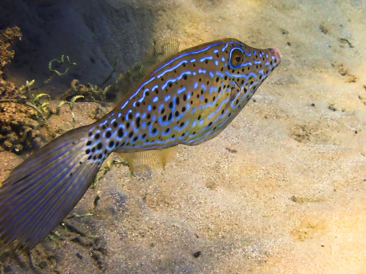Scrawled filefish