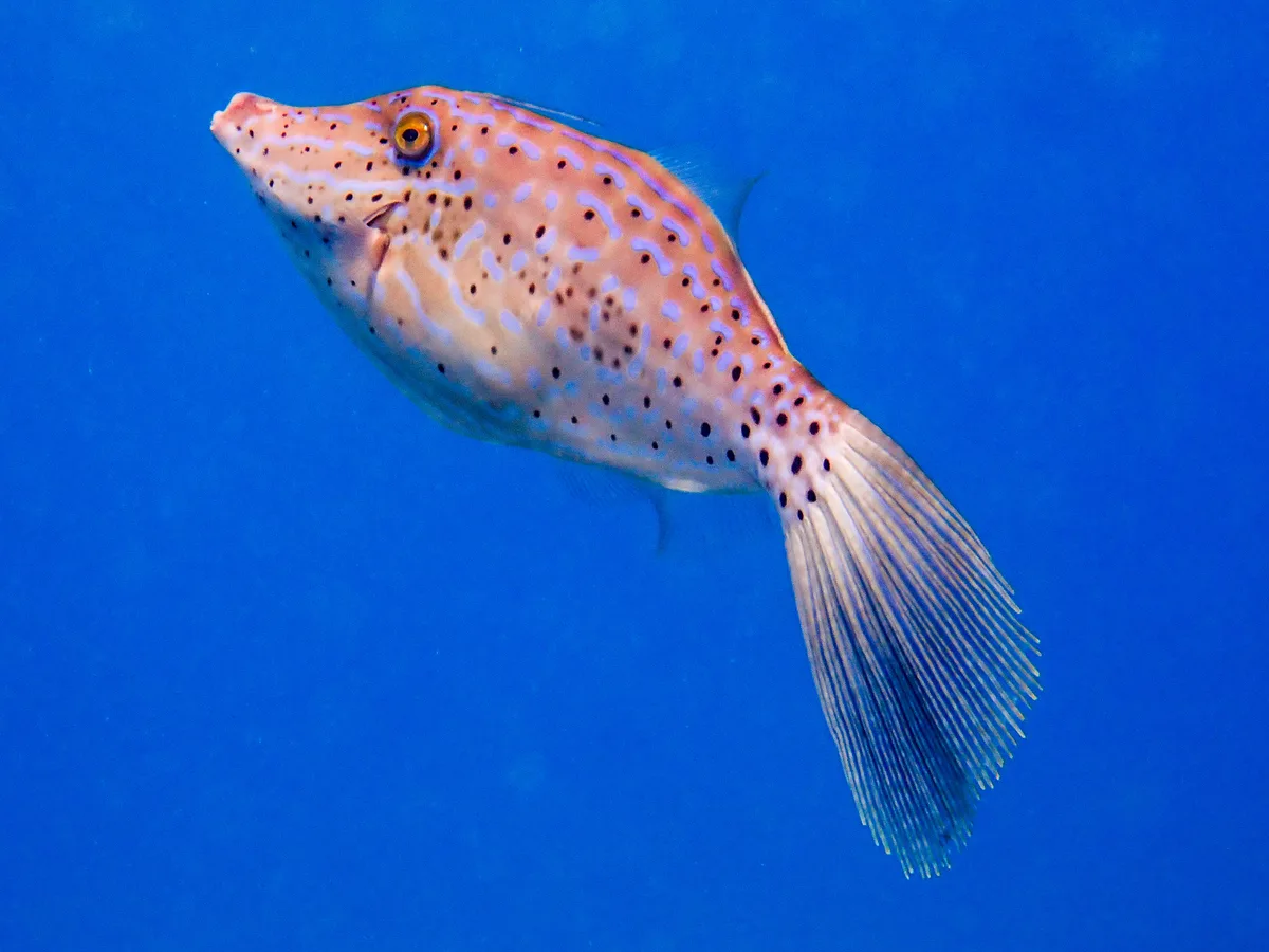 Scrawled Filefish