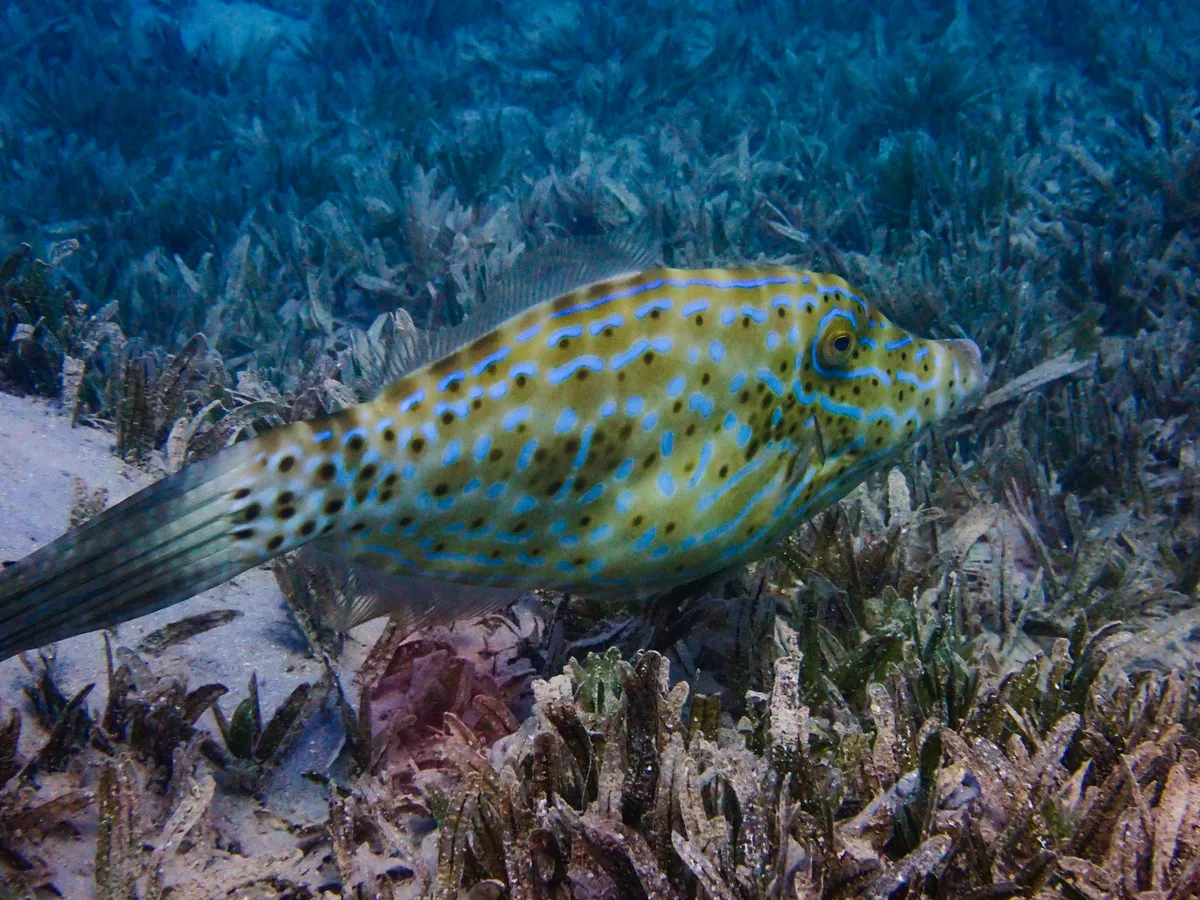 Scrawled Filefish