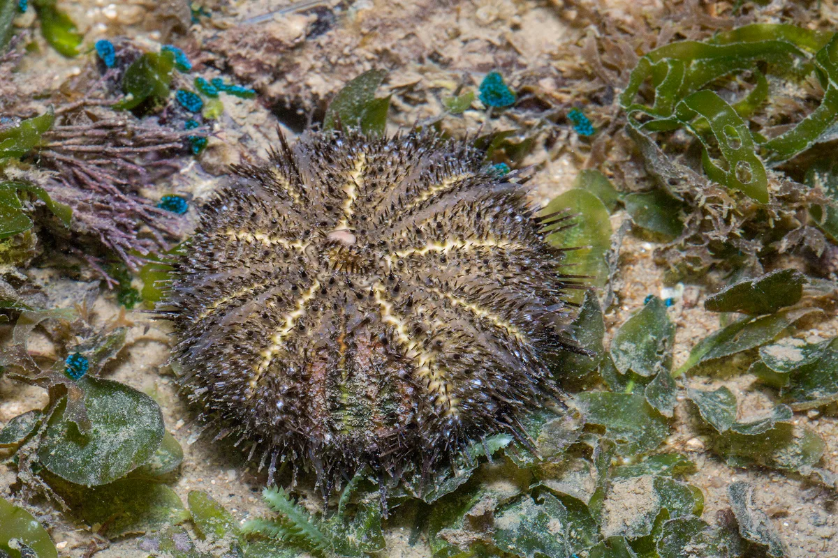 _Z2A8880 Temnopleurus toreumaticus