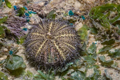 _Z2A8880 Temnopleurus toreumaticus