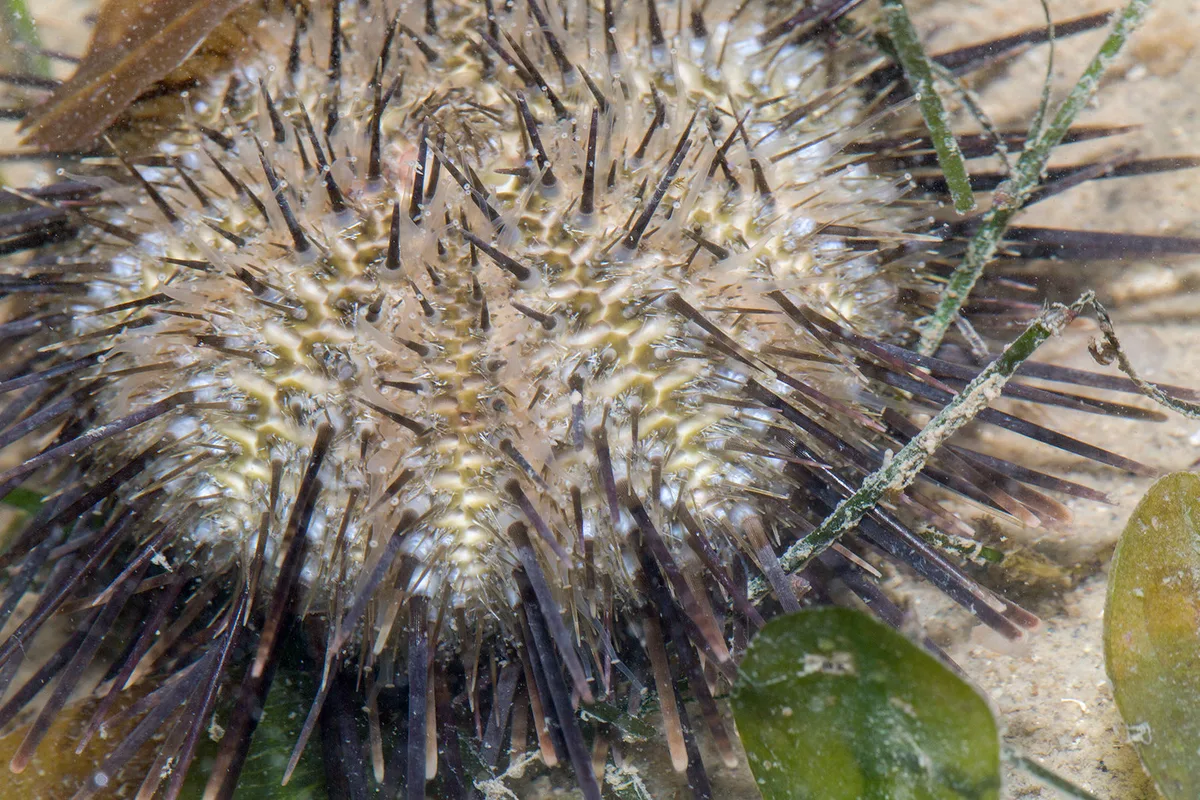 _Z2A3348 Temnopleurus toreumaticus